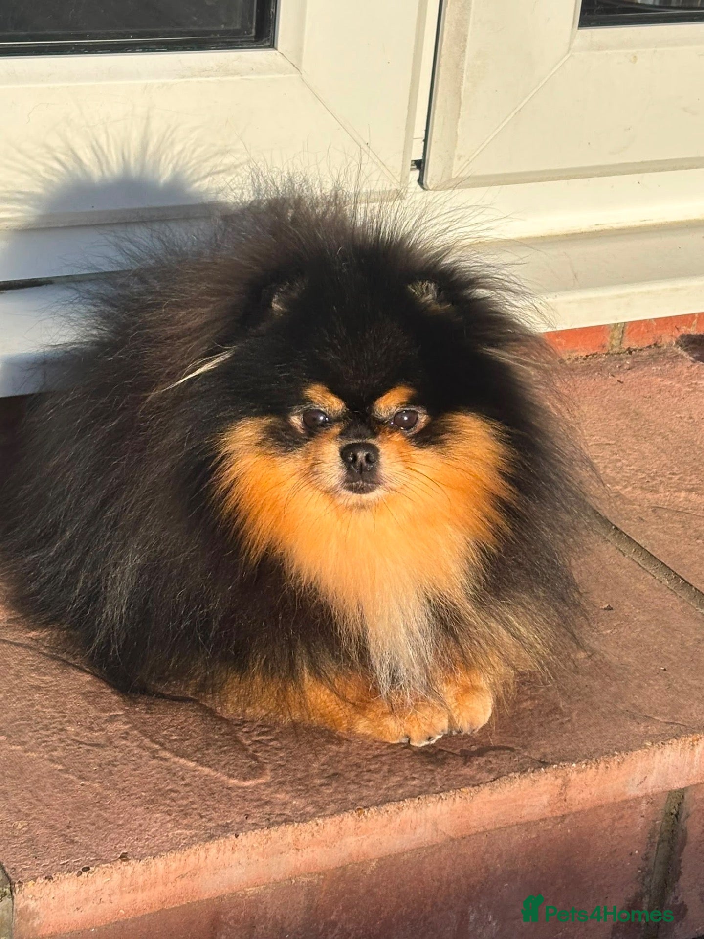 Pomeranian dogs KC Proven Pomeranian Stud Available  - Advert 1