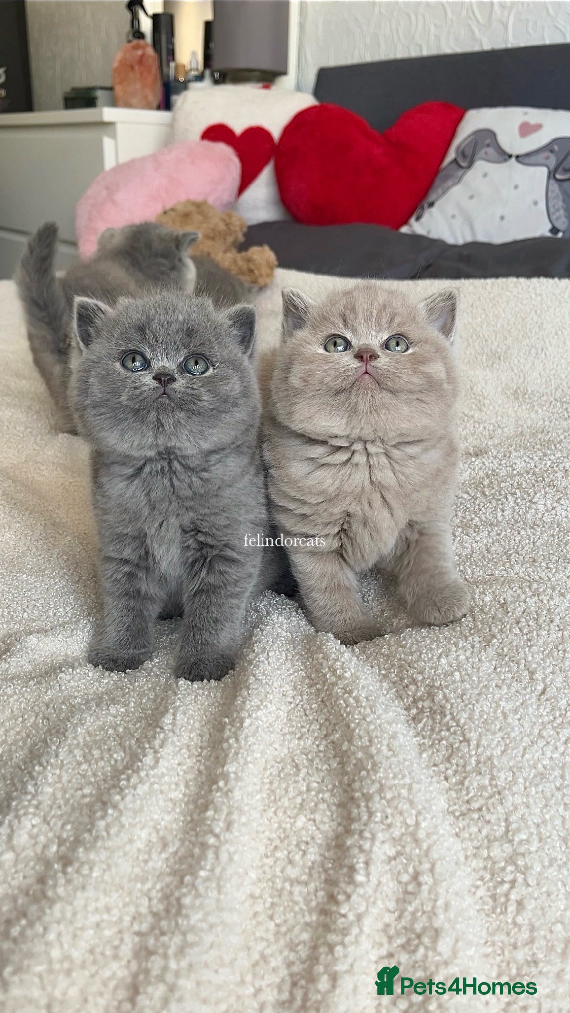 British Shorthair cats British shorthair Top Quality🏆 - Advert 1