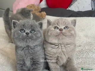 British Shorthair cats British shorthair Top Quality🏆 - Advert 1