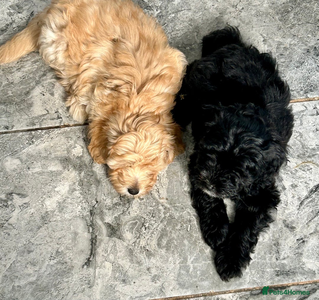 Maltipoo dogs for sale: Beautiful cheeky maltipoo, ball of fluff - Image 4
