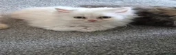 Persian cats for sale: Full pedigree persian Chinchilla  - Advert 3