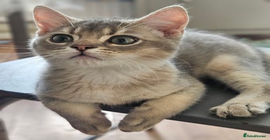 British Shorthair cats - Advert 9