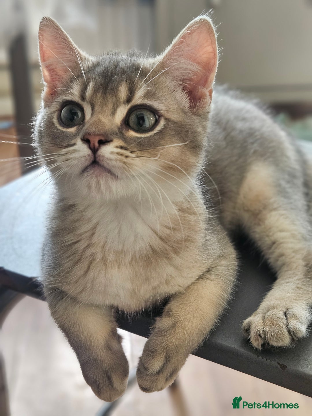 British Shorthair cats for sale: Golden Shaded Kittens looking for Loving Homes!  - Image 2