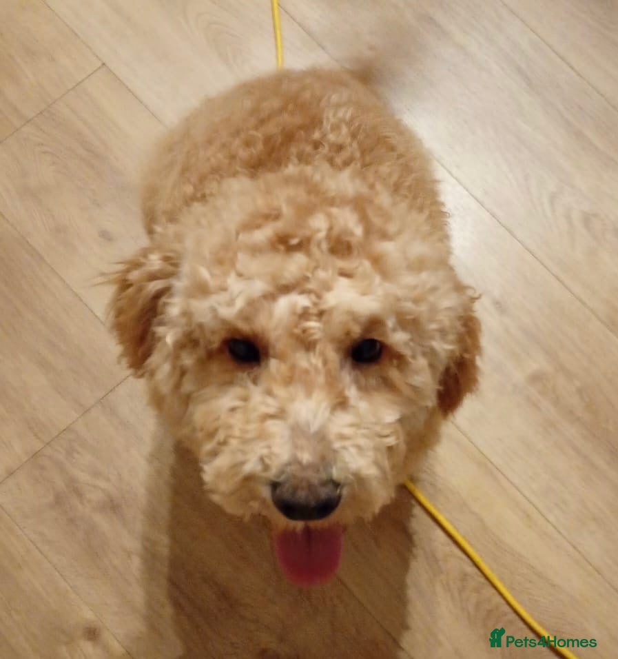 Poodle dogs 1 full breed boy poodle  - Advert 6