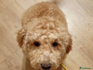 Poodle dogs 1 full breed boy poodle - Advert 10