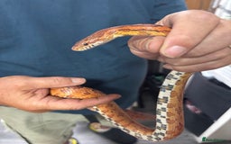 Corn Snake reptiles for sale: Beautiful male corn snake - Image 1