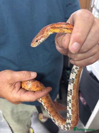 Corn Snake reptiles - Advert 11