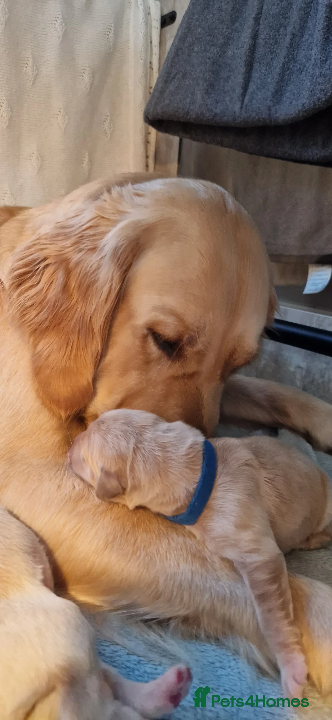 Golden Retriever dogs for sale: Golden Retriever puppies- 3 weeks old - Advert 36