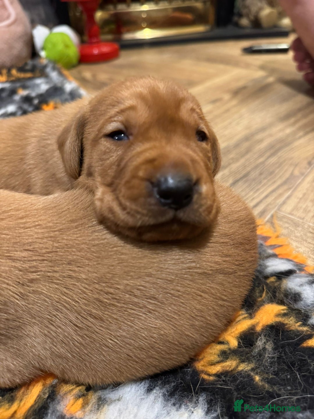 Labrador Retriever dogs for sale: Stunning 5* KC registered Fox Red Labradors - Advert 10