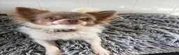 Chihuahua dogs for sale: Litter of tiny long haired chihuahuas - Advert 8