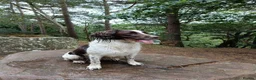 English Springer Spaniel dogs for sale: Pedigree working English Springer Spaniels  - Advert 1