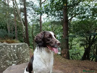 English Springer Spaniel dogs Pedigree working English Springer Spaniels - Advert 1