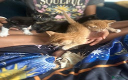 Mixed Breed cats for sale: Beautiful Kittens  - Image 1