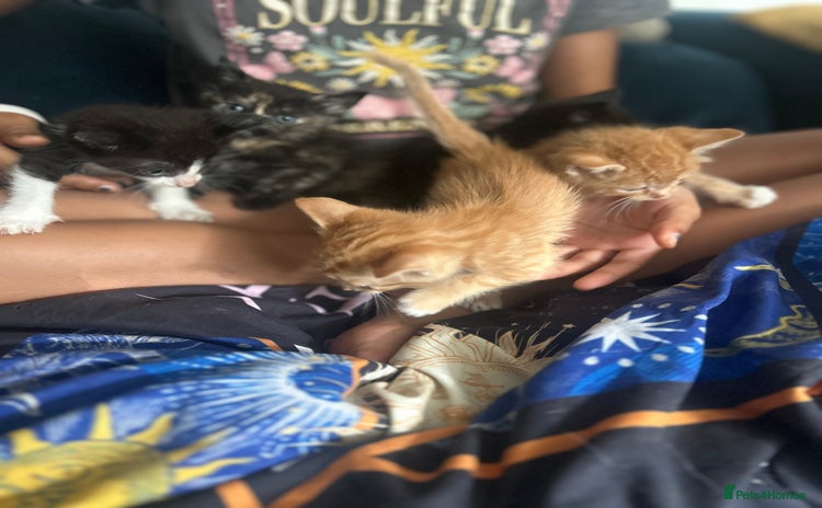 Mixed Breed cats - Advert 16