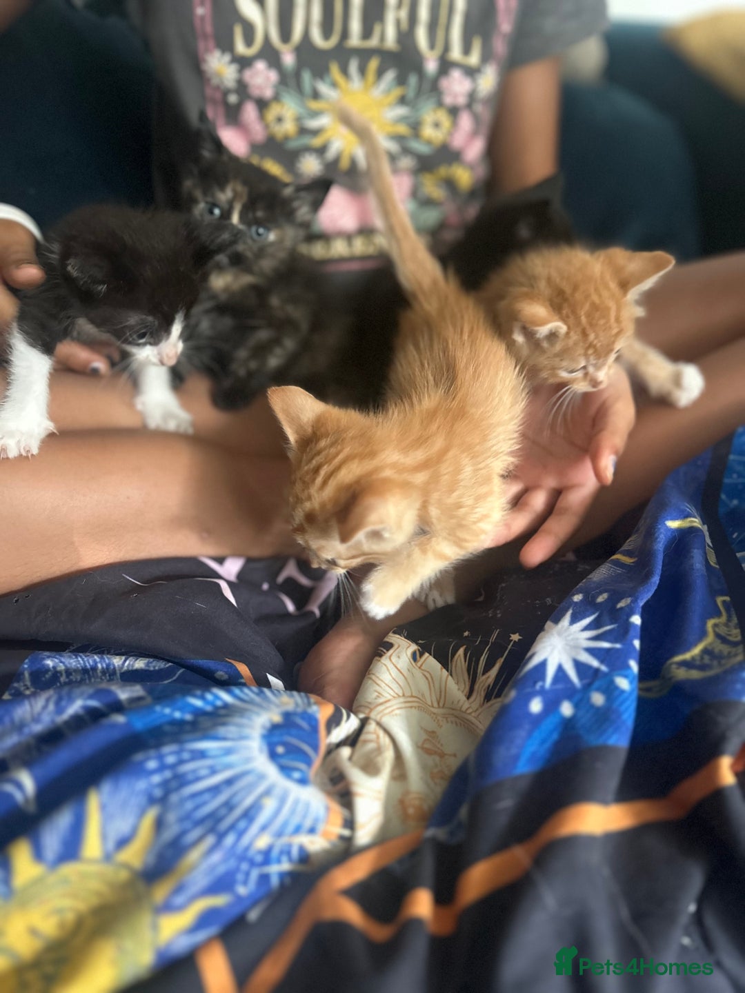 Mixed Breed cats for sale: Beautiful Kittens  - Image 1