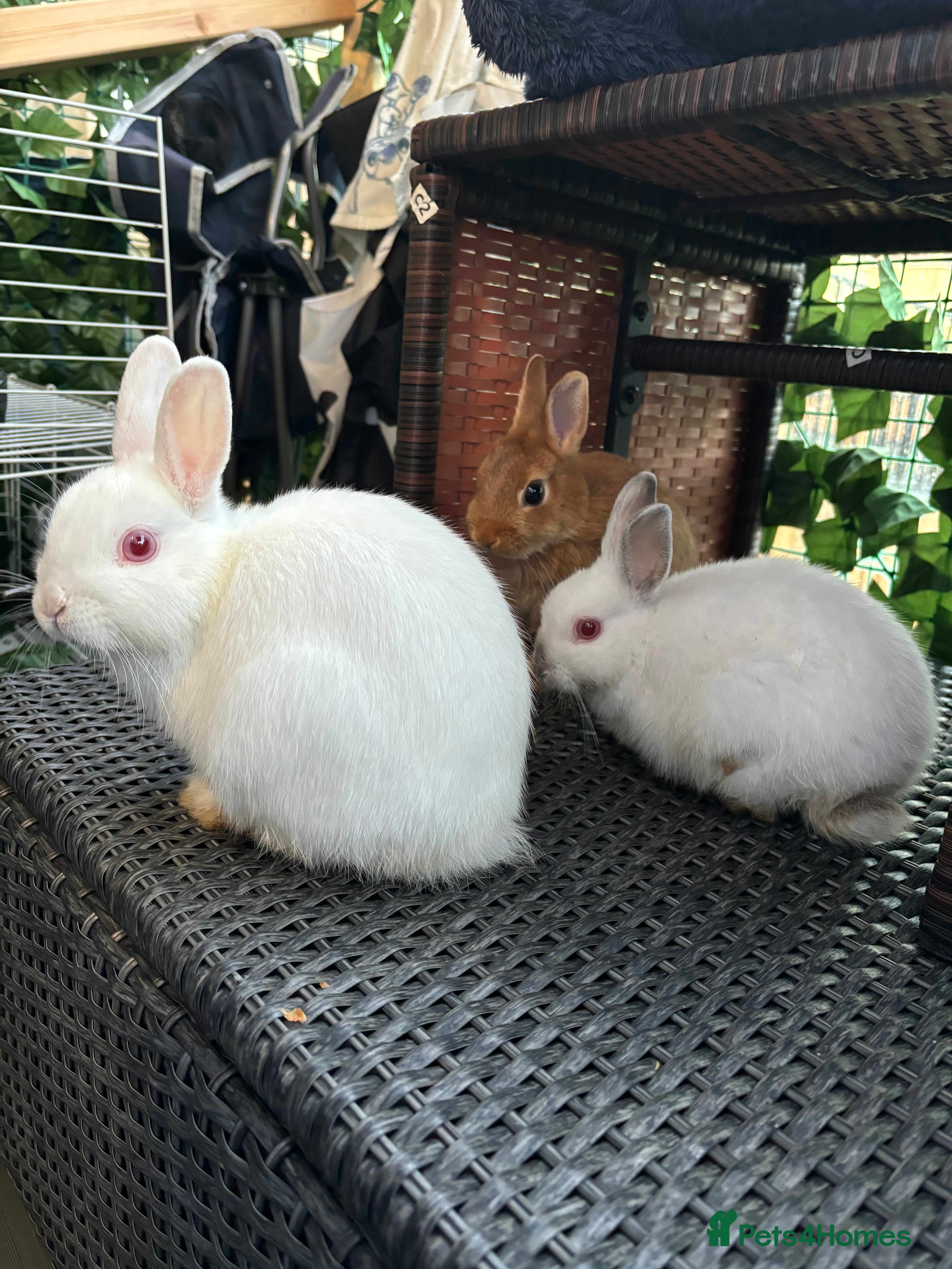 Netherland Dwarf rabbits Sheena  - Advert 15