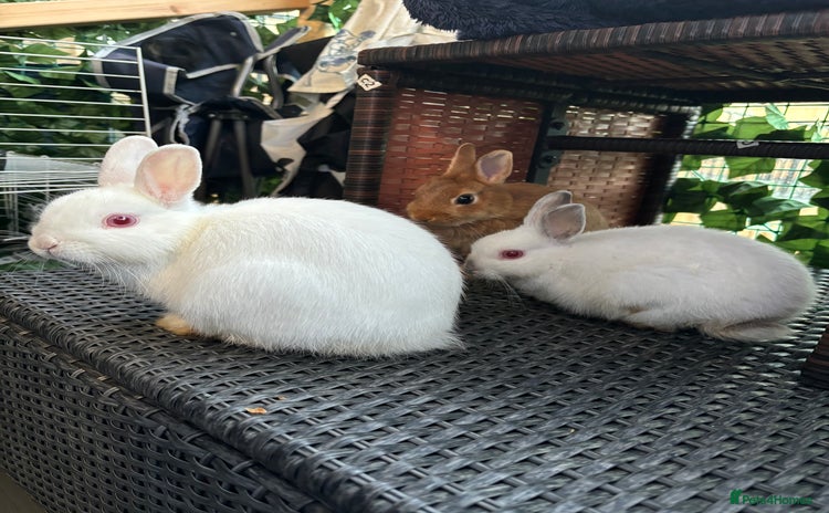 Netherland Dwarf rabbits - Advert 3