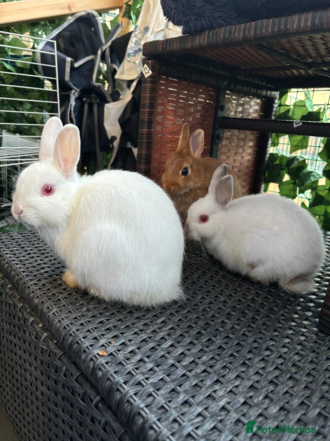 Netherland Dwarf rabbits for sale: Sheena  - Image 1