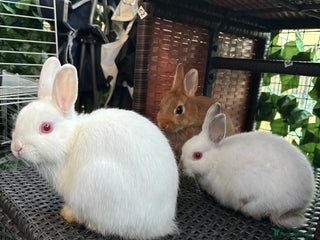 Netherland Dwarf rabbits Sheena - Advert 3