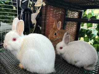 Netherland Dwarf rabbits Sheena - Advert 14