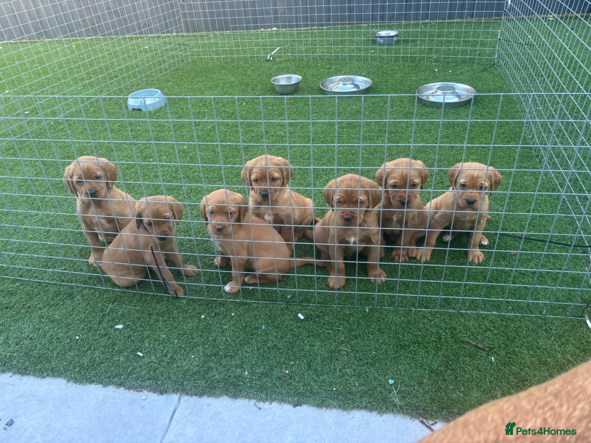 Cockerdor dogs  Cockerdor fox red puppies - Advert 7