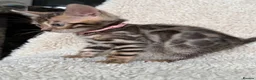 Bengal cats for sale: Bengal Kittens Looking for Loving Homes 🐾  - Advert 15