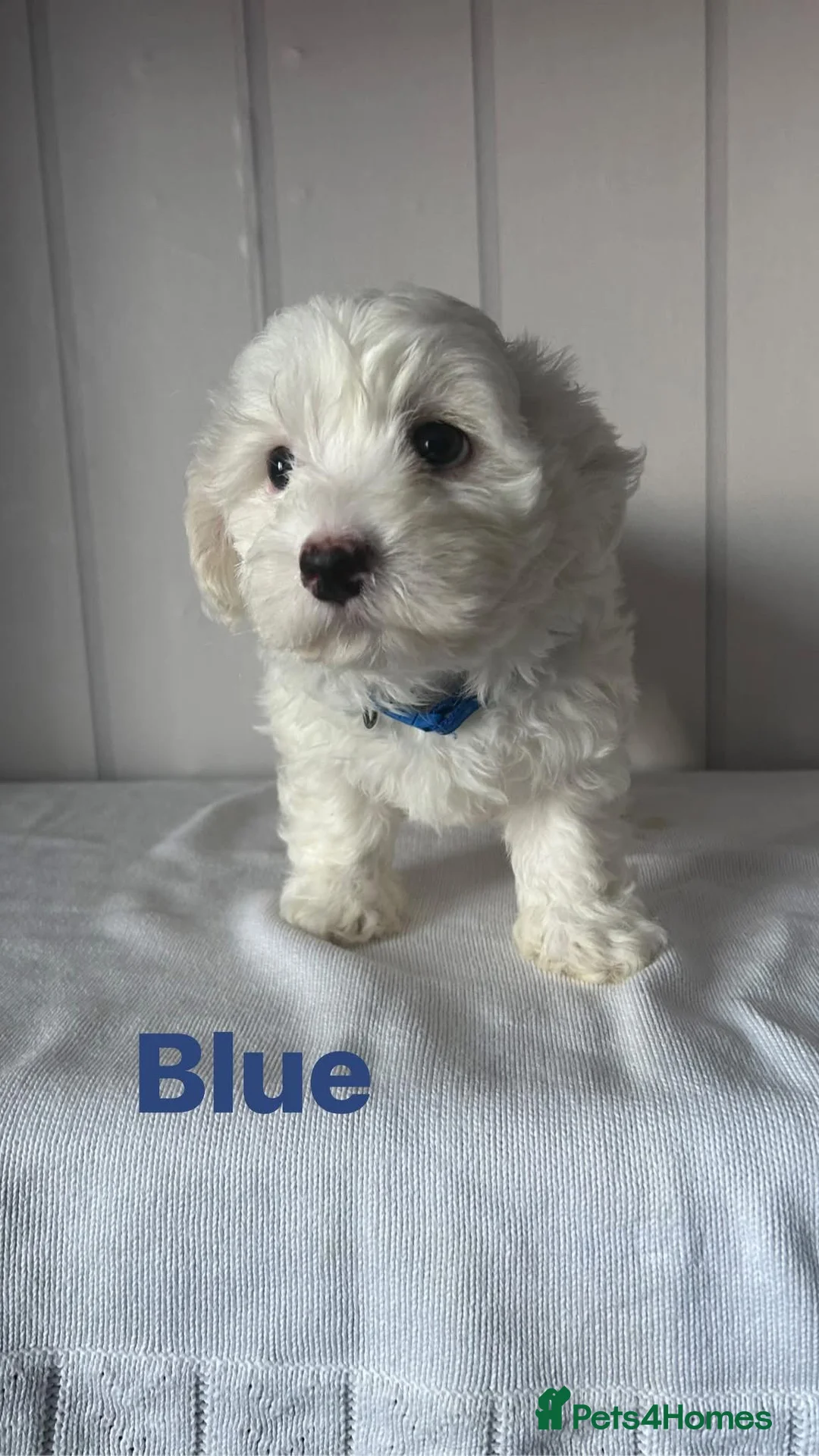 Maltese dogs for sale: Adorable Maltese Puppies for Sale  - Advert 2