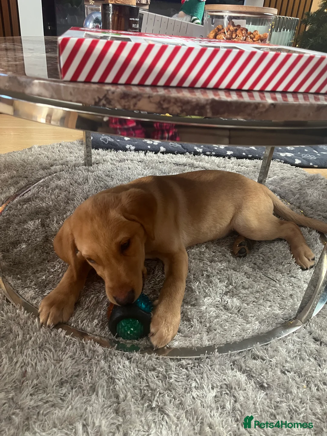 Labrador Retriever dogs for sale: Stunning Labrador pedigree puppies  - Advert 31