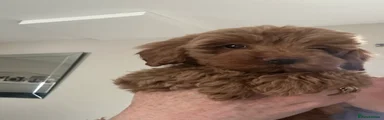 Cavapoo 2