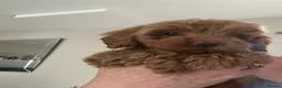 Cavapoo dogs for sale: Beautiful f1b red Cavapoo puppies    - Advert 36