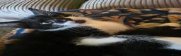 Mixed Breed cats for sale: Confident Kittens ready for new homes in Bathgate - Advert 3