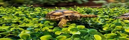 Tortoise reptiles for sale: Baby Sulcata Tortoises - Advert 5