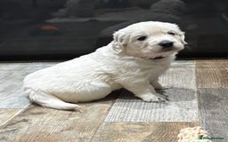 Golden Retriever dogs for sale: Gorgeous KC Reg Golden Retriever Puupies - Image 9