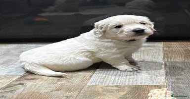 Golden Retriever dogs - Advert 11