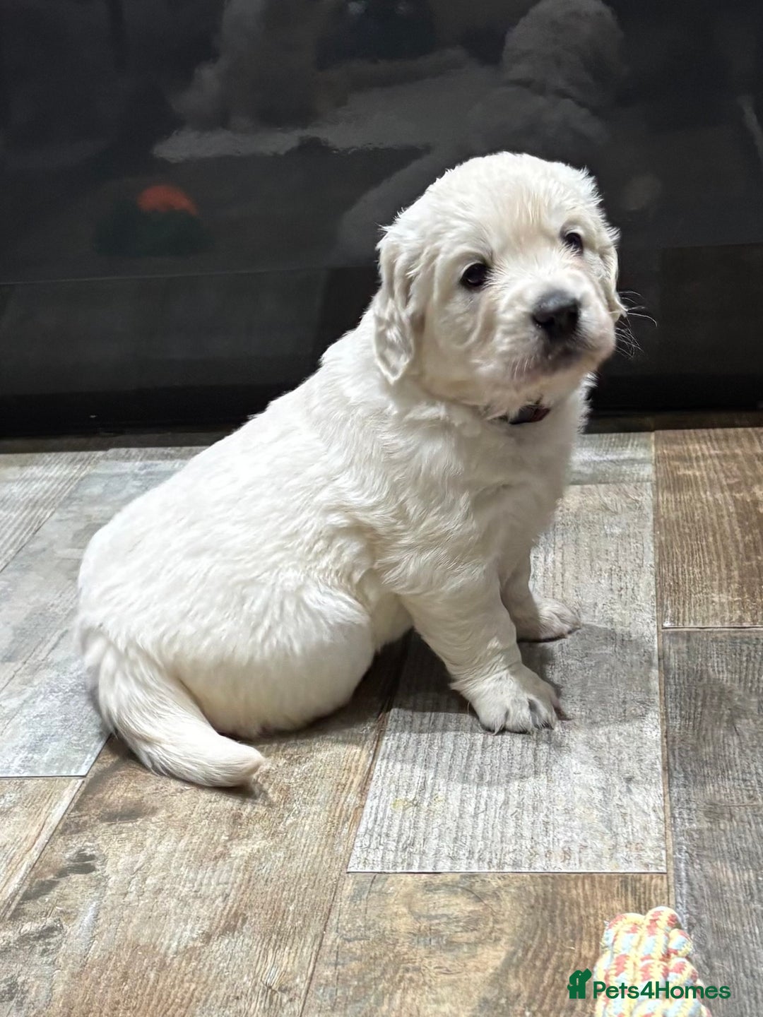 Golden Retriever dogs for sale: Gorgeous KC Reg Golden Retriever Puupies - Image 9