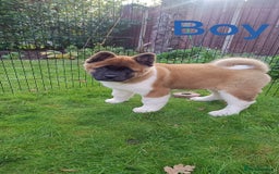 Akita dogs for sale: Beautiful KC registered Akitas  - Image 3