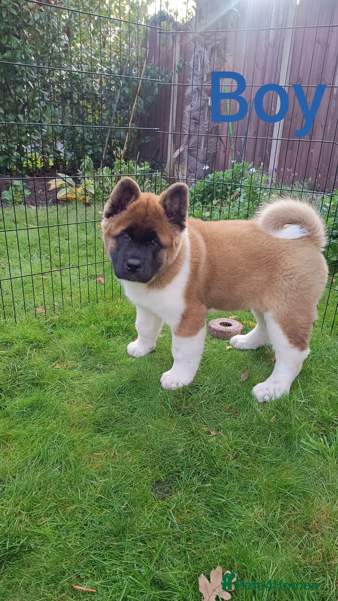 Akita dogs for sale: Beautiful KC registered Akitas  - Image 3