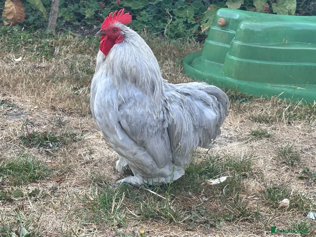 Chickens poultry for sale: Lavender Pekin Bantam Cockerel in Newmarket - Advert 1