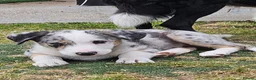Border Collie dogs for sale: Beautiful Blue Merle Border Collie pups - Advert 4