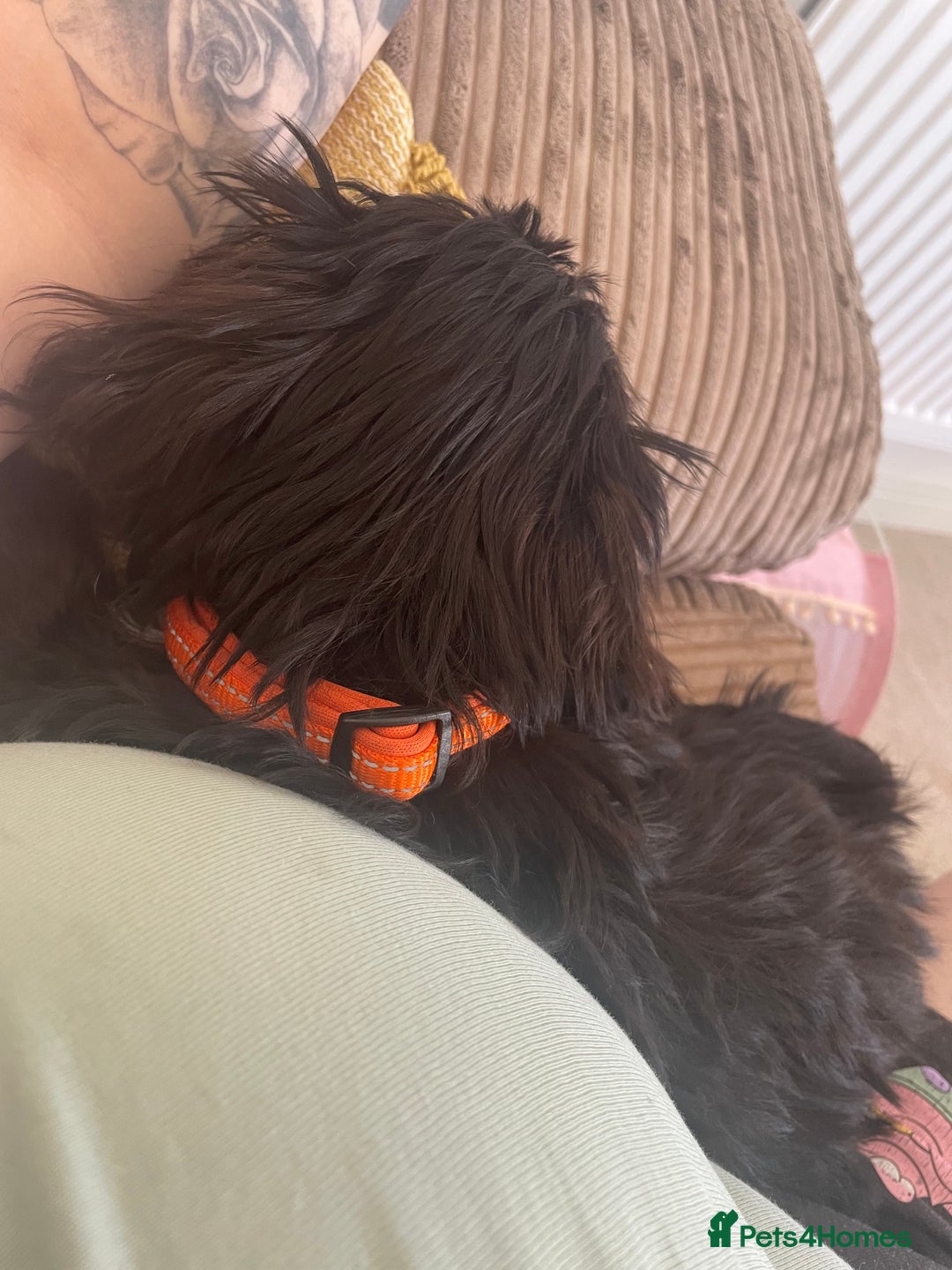 Cockapoo dogs for sale: Manny  - Image 8