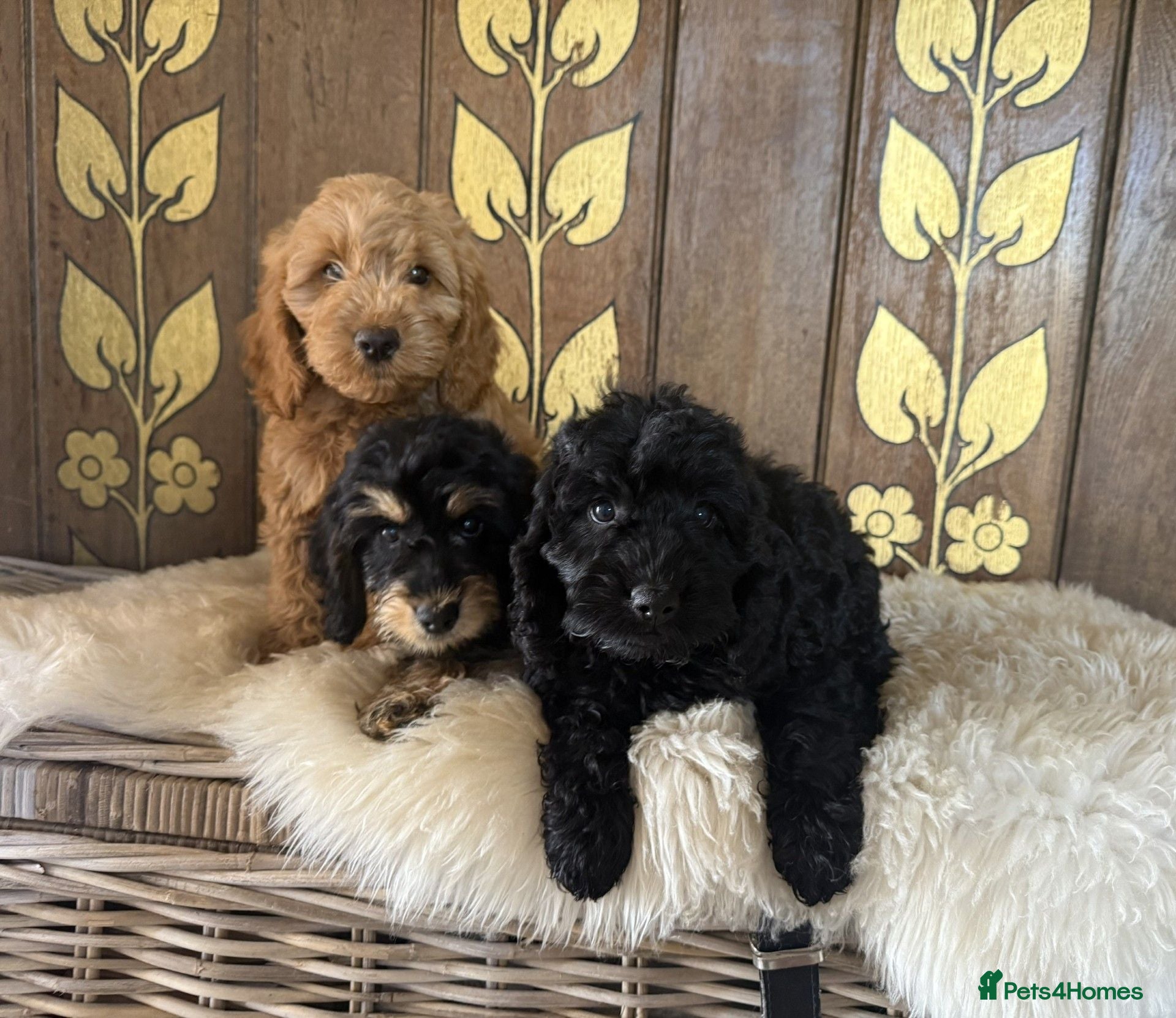 Cockapoo dogs Beautiful Litter of F1 Cockapoo Puppies - Advert 1