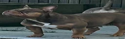 American Bully dogs for sale: Lucci vs Gr CH McLovin pups  - Advert 16