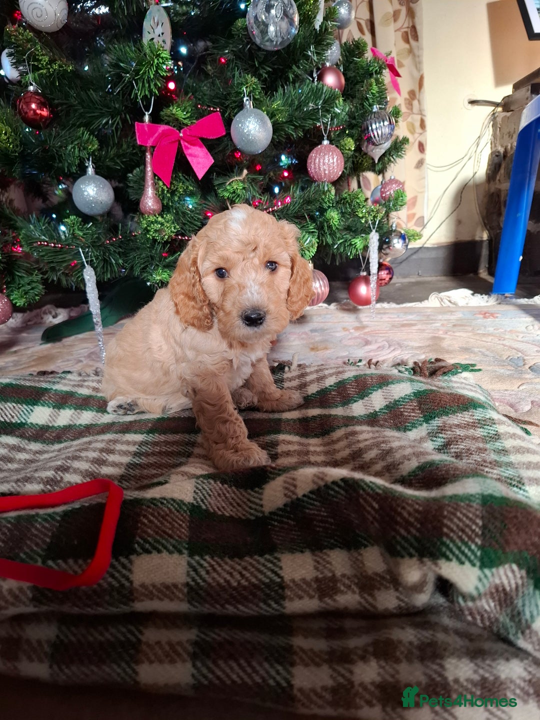 Cockapoo dogs for sale: Beautiful Cockapoo Puppies For Sale  - Advert 10
