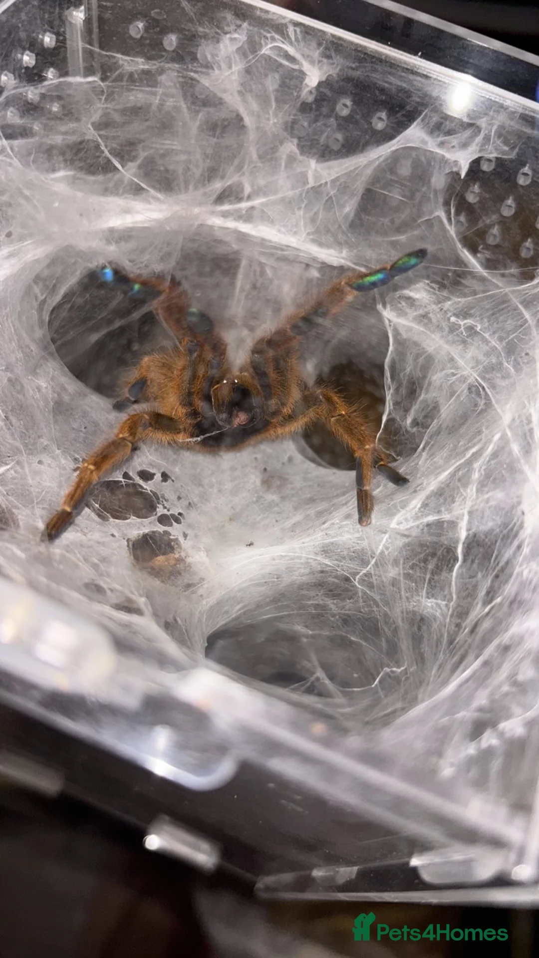 Tarantulas invertebrates for sale: Tarantulas For Sale - Advert 3