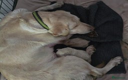 Labrador Retriever dogs for sale: Labrador pups  - Image 7