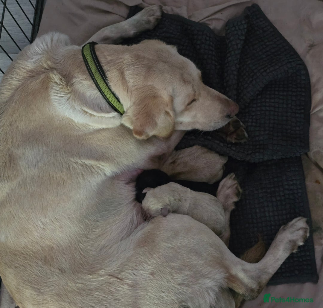Labrador Retriever dogs for sale: Labrador pups  - Image 7