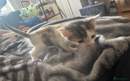 Domestic Shorthair cats for sale: 7 kittens ready to go 21 September  - Image 11