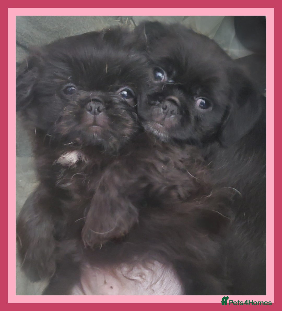 Mixed Breed dogs for sale: Shih Tzu cross Pug puppies - Advert 1