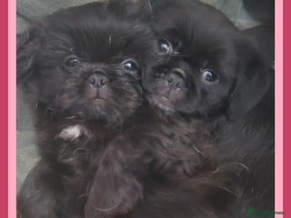 Mixed Breed dogs Shih Tzu cross Pug puppies - Advert 1