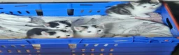 British Shorthair cats for sale: 🩷 Beautiful Kittens wanting their forever home🩷 - Advert 4